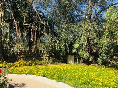 -瑞丽独树成林风景区