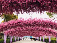 -南汇桃花村