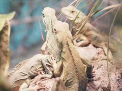 -上海大自然野生昆虫馆(东方明珠·爬宠昆虫探索中心)
