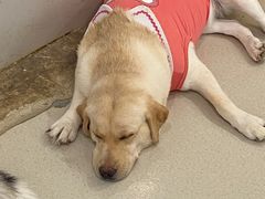 -共舞时光猫咖·狗咖(新街口店)