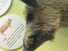 -国家自然博物馆