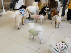 -怪兽屋·羊驼·猫咖·狗咖(俊华广场店)