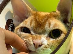-御宝贝·A梦猫科宠物医院(国际猫友好医院)