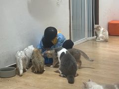 -1013 PET SHOP精品宠物商店(丁香店)