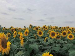 -映月湖中央公园