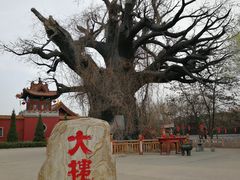 -大槐树寻根祭祖园