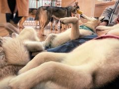 -Husky Go! 哈士奇体验馆·宠物咖啡厅狗咖