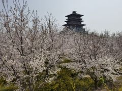 -古柏渡丰乐樱花园