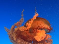 -合肥海洋世界