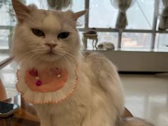 -共舞时光猫咖·狗咖(新街口店)