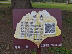 -千年银杏谷文化旅游区