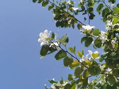 -荔枝公园(福田区)