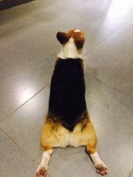 -发饰美男士增发补发假发定制店