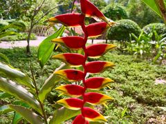 -中国科学院西双版纳热带植物园
