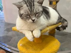 -BABIT巴比特宠物(MOMOPARK店)