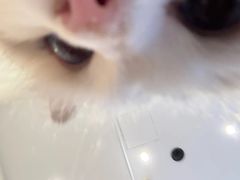 -瞄一喵猫咖(格力海岸店)