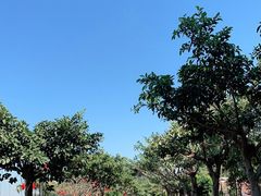 -野狸岛