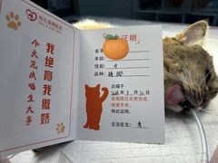 -创凡宠物医院·骨专科  猫科中心(西乡分院)