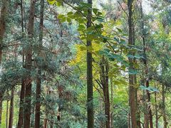 -上海共青森林公园