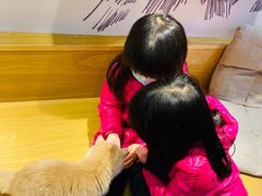 -滚猫咖啡·猫咖·猫友好撸猫(未来城店)