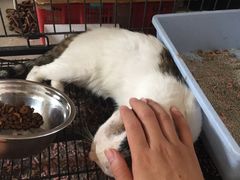 -东莞宠友24H宠物中心医院·转诊夜诊·异宠(新河北路院)