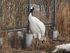 -钏路市丹顶鹤自然公园