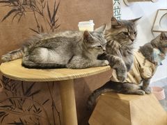 -楼上猫咖(罗湖店)