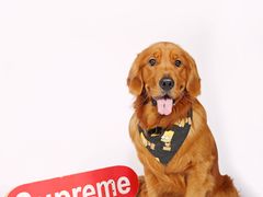 -超宠爱宠物摄影-Super pet