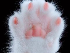 -十年猫舍·猫咪专门店(普陀店)