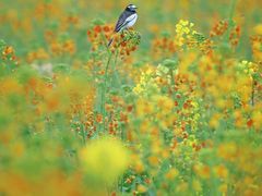 -中国天府农业博览园