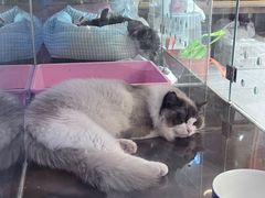-FAELING PETS美天灵宠物(富力广场店)