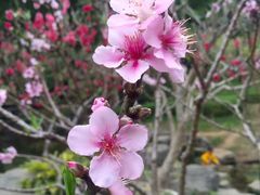 -桃花涧