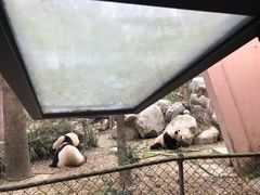 景点-成都大熊猫繁育研究基地