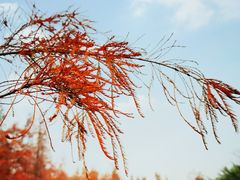 -映月湖公园