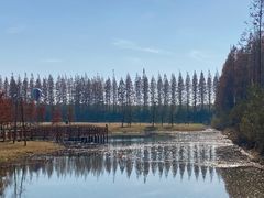-黄海国家森林公园