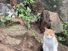 -崂山巨峰游览区