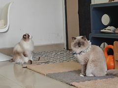 -珠海悠米米努特矮脚猫舍