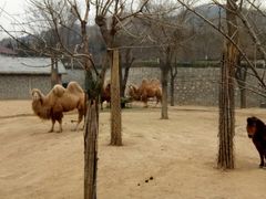 -石家庄市动物园