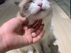 -momokira米努特·德文卷毛猫·棉花面纱犬