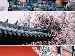-桃花堤公园