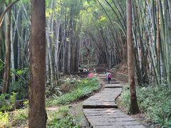-黄埔油麻山森林公园