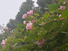 -四里河滨水生态公园