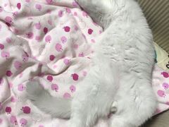-糯米喵星人总部直营旗舰店·猫舍·幼猫出售