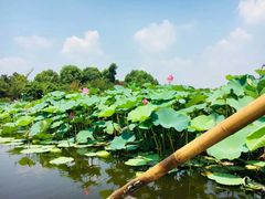 -荷塘月色湿地公园·向阳花洲