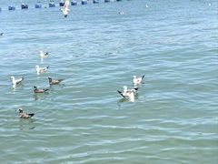 -海驴岛(荣成市)