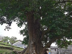 -蔡家宅
