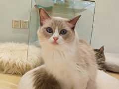 -momokira米努特·德文卷毛猫·棉花面纱犬