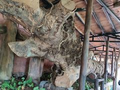 -海南槟榔谷黎苗文化旅游区