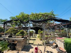 -龙大花卉苗木市场