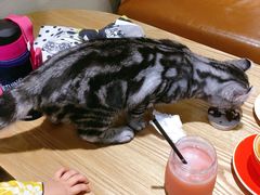 -藏猫猫咖啡主题馆(中央大道店)